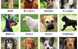 宠物犬的种类,从工作犬到玩赏犬，全面了解各类犬种特点